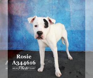 Bulloxer Dogs for adoption in Conroe, TX, USA
