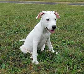 Medium Photo #1 Bullypit Puppy For Sale in Wenonah, NJ, USA