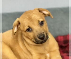 Labrador Retriever-Unknown Mix Dogs for adoption in Jefferson, NJ, USA