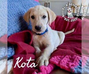Labrador Retriever-Unknown Mix Dogs for adoption in Omaha, NE, USA