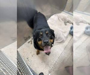 Medium Photo #1 Rottweiler Puppy For Sale in Martinsburg, WV, USA