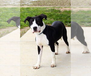 American Pit Bull Terrier-Great Dane Mix Dogs for adoption in Evansville, IN, USA