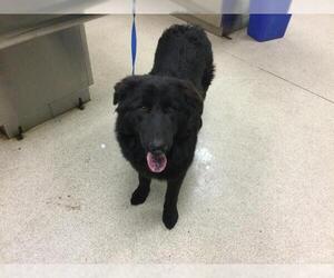 German Shepherd Dog-Unknown Mix Dogs for adoption in Riverside, CA, USA