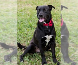 Labrador Retriever-Unknown Mix Dogs for adoption in Miami, FL, USA