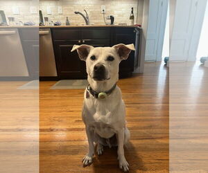 American Pit Bull Terrier-Chow Chow Mix Dogs for adoption in Aurora, CO, USA