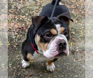 Bulldog Dogs for adoption in Madison, WI, USA