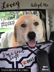 Great Pyrenees-Unknown Mix Dogs for adoption in Azle, TX, USA
