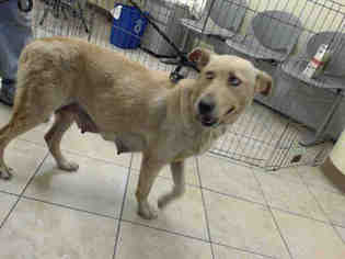 View Ad: Labrador Retriever Dog for Adoption near Texas ...