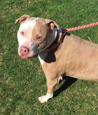 American Pit Bull Terrier Dogs for adoption in Waterford, VA, USA