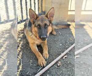 German Shepherd Dog Dogs for adoption in Riverside, CA, USA