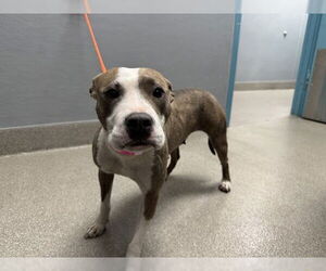 American Pit Bull Terrier-Unknown Mix Dogs for adoption in Las Vegas, NV, USA