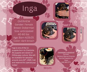 Doberman Pinscher Dogs for adoption in Rancho Cordova, CA, USA