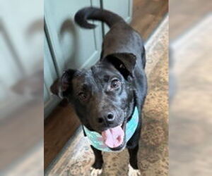 Border Collie-Unknown Mix Dogs for adoption in Evansville, IN, USA