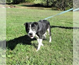 American Staffordshire Terrier Dogs for adoption in Centerton, AR, USA