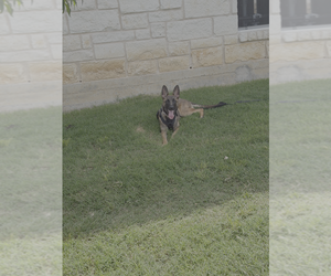 Mutt Dogs for adoption in Imlay City, MI, USA