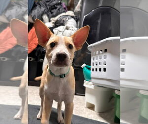 Mutt Dogs for adoption in New London, WI, USA