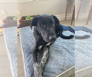 Labrenees Dogs for adoption in Dana Point, CA, USA