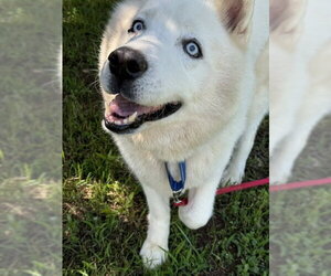 Siberian Husky Dogs for adoption in Cumming, GA, USA