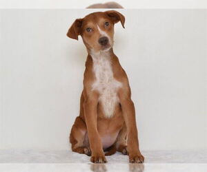 Mutt Dogs for adoption in Oroville, CA, USA