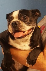 Boston Terrier Dogs for adoption in Smithfield, PA, USA