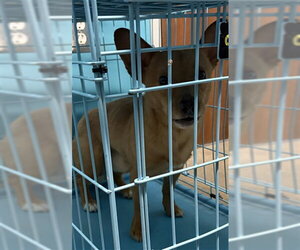 Medium Photo #1 Chiweenie Puppy For Sale in Houston, TX, USA