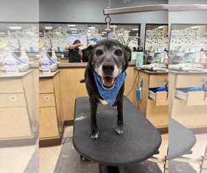 Labrador Retriever-Unknown Mix Dogs for adoption in Hinckley, IL, USA