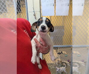 Feist Terrier-Unknown Mix Dogs for adoption in Boston, MA, USA