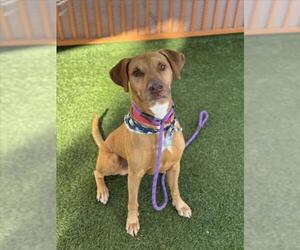 Doberman Pinscher-Unknown Mix Dogs for adoption in Las Vegas, NV, USA