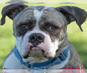 American Bulldog Dogs for adoption in Alameda, CA, USA