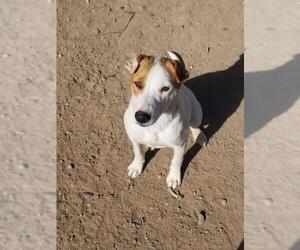 Jack Russell Terrier-Unknown Mix Dogs for adoption in Peralta, NM, USA