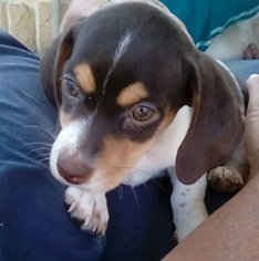 Medium Photo #1 Dachshund Puppy For Sale in Apple Valley, CA, USA