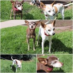 Italian Greyhuahua Dogs for adoption in Millville, UT, USA