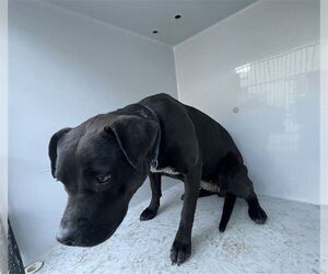 Mutt Dogs for adoption in Augusta, GA, USA