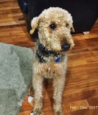 Airedale Terrier Dogs for adoption in Salem, OR, USA