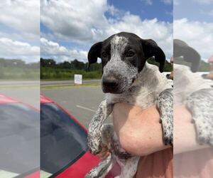 Mutt Dogs for adoption in Sterling, MA, USA