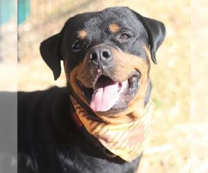 Rottweiler-Unknown Mix Dogs for adoption in San Antonio, TX, USA