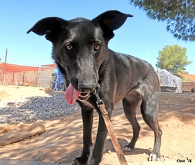Shepradors Dogs for adoption in Cottonwood, AZ, USA