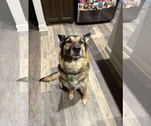 German Shepherd Dog Dogs for adoption in Forney, TX, USA