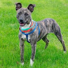 Whippet Dogs for adoption in Livonia, MI, USA