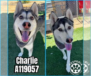 Siberian Husky Dogs for adoption in HESPERIA, CA, USA