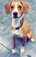 Beagle-Unknown Mix Dogs for adoption in Fort Wayne, IN, USA