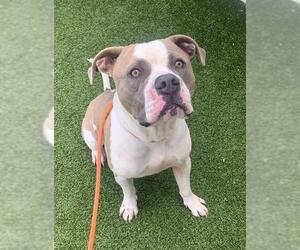 American Bulldog-Unknown Mix Dogs for adoption in Fayetteville, NC, USA