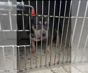 Mutt Dogs for adoption in Louisville, KY, USA