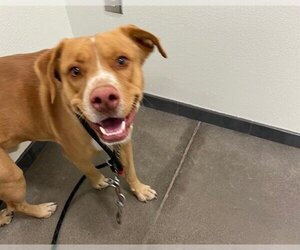 Staffordshire Bull Terrier Dogs for adoption in Globe, AZ, USA