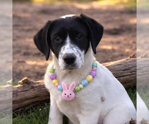 Borador Dogs for adoption in Yardley, PA, USA