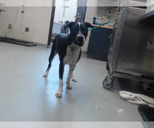 Labrador Retriever-Unknown Mix Dogs for adoption in Fayetteville, NC, USA