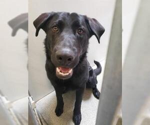 German Shepherd Dog-Unknown Mix Dogs for adoption in West Valley, UT, USA