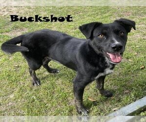 Labrador Retriever-Unknown Mix Dogs for adoption in Augusta, GA, USA
