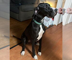 Great Dane Dogs for adoption in Bullard, TX, USA