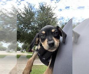 Beagle-Unknown Mix Dogs for adoption in Houston, TX, USA